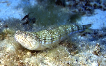  Synodus saurus (Atlantic Lizardfish)